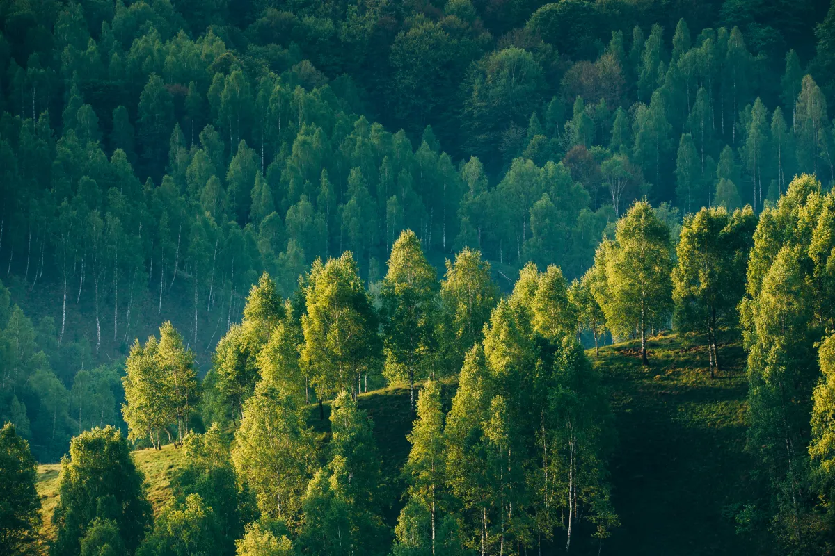 Wald